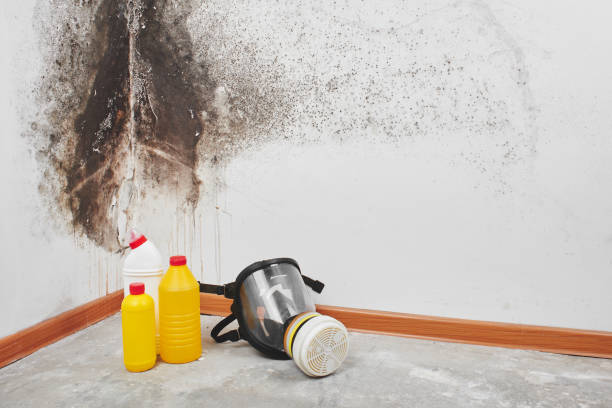 Best Mold Removal Company Near Me  in Kingston, TN