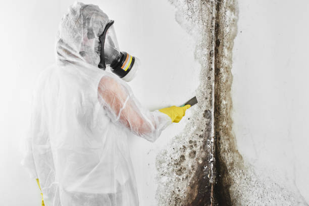 Best Fast Mold Removal  in Kingston, TN