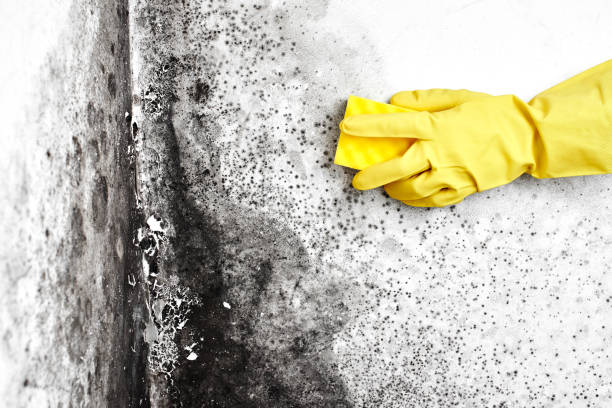 Best Mold Remediation  in Kingston, TN