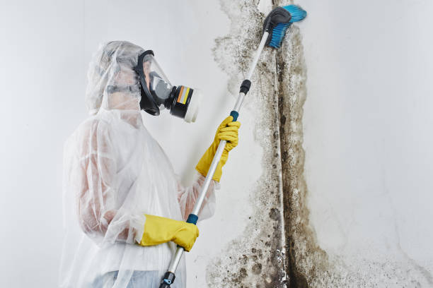 Mold Removal Process in Kingston, TN