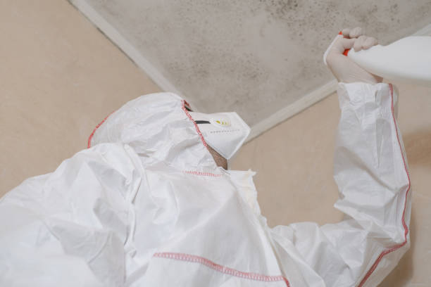 Best Same-Day Mold Removal  in Kingston, TN