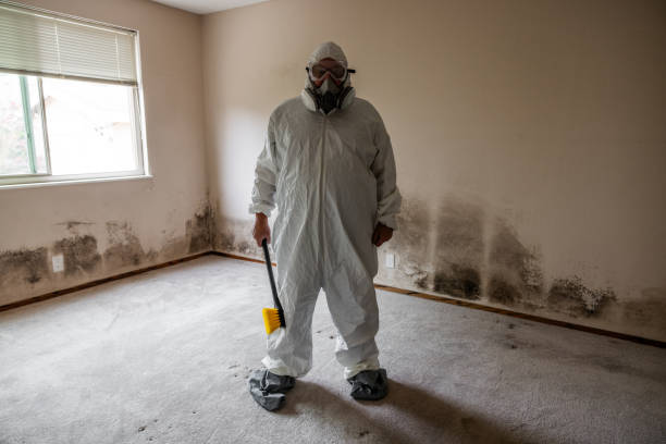 Best Black Mold Removal  in Kingston, TN