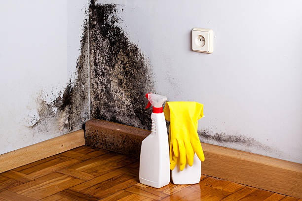 Best Commercial Mold Removal  in Kingston, TN