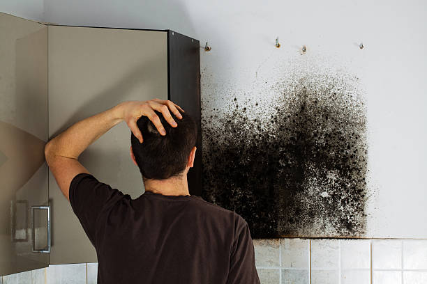 Best Home Mold Removal  in Kingston, TN